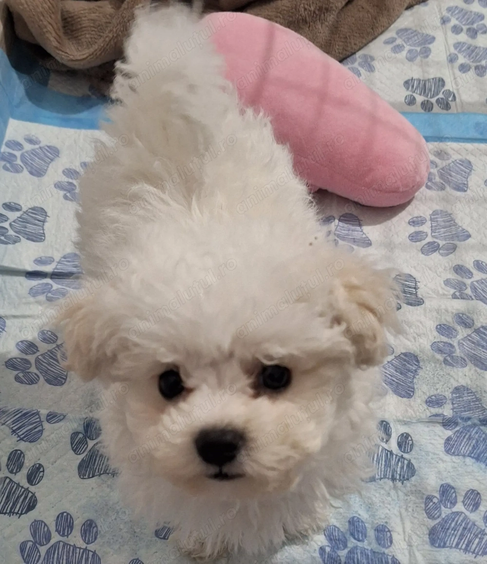 Bichon pui pufos si afectuos 