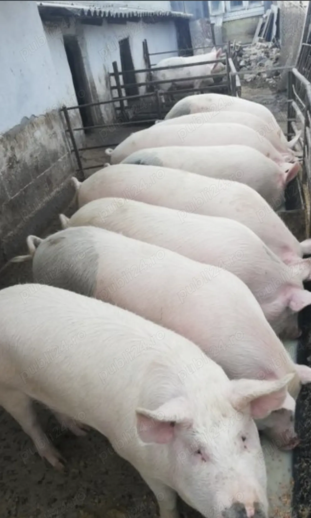 Vând porci rasa carne preț 18 lei