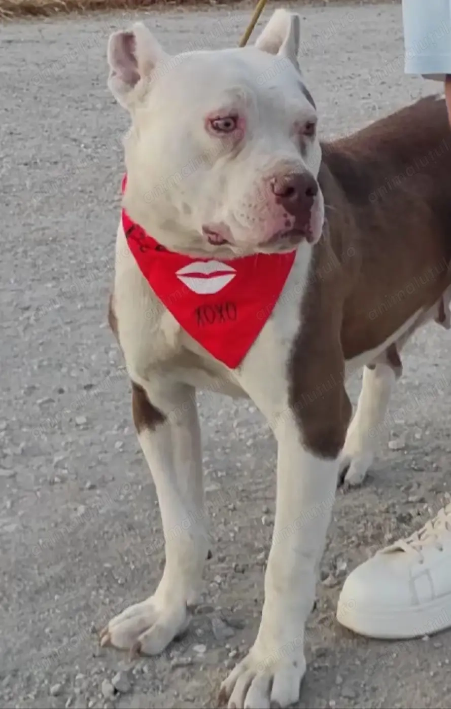 Amstaff de vânzare  Amstaff de vânzare