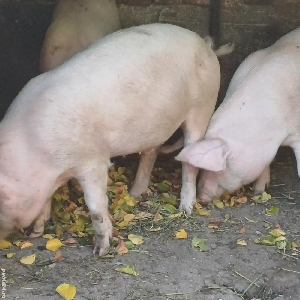 Marele Alb Marele Alb