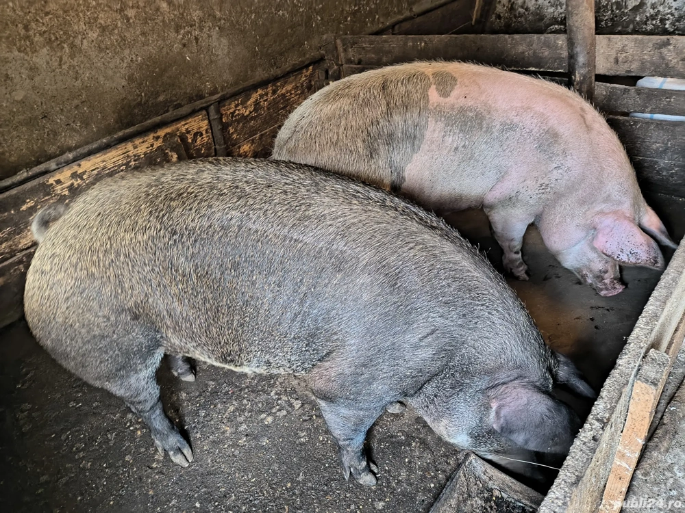 De vânzare De vânzare