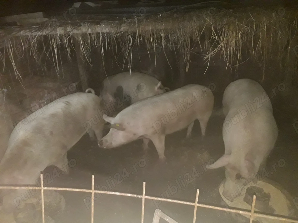 Vand porci si purcei