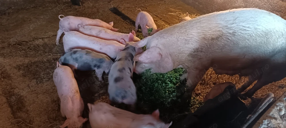 Vând purcei de rasă 