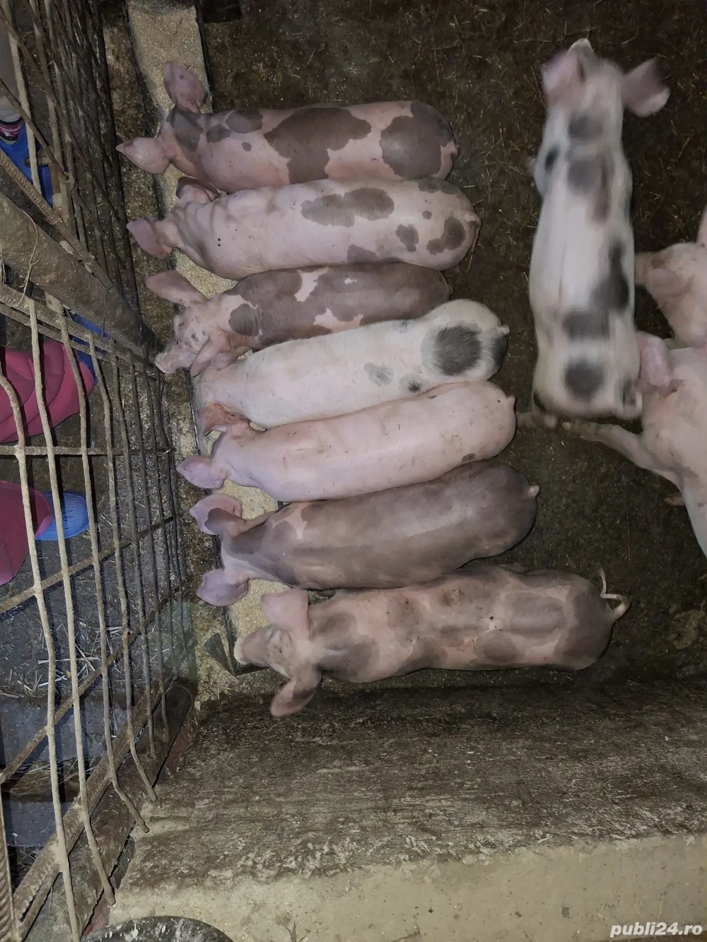 purcei de 8 săptămâni, de vânzare