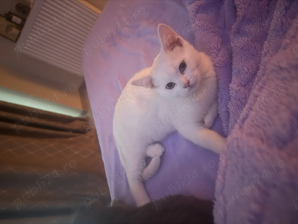 Pisica British short hair 