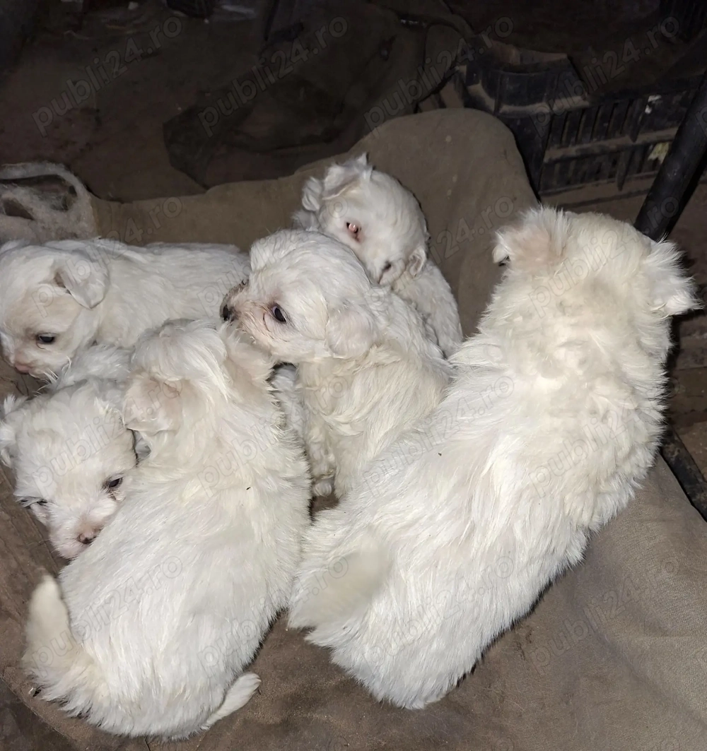 Bichon maltez mini Bichon maltez mini