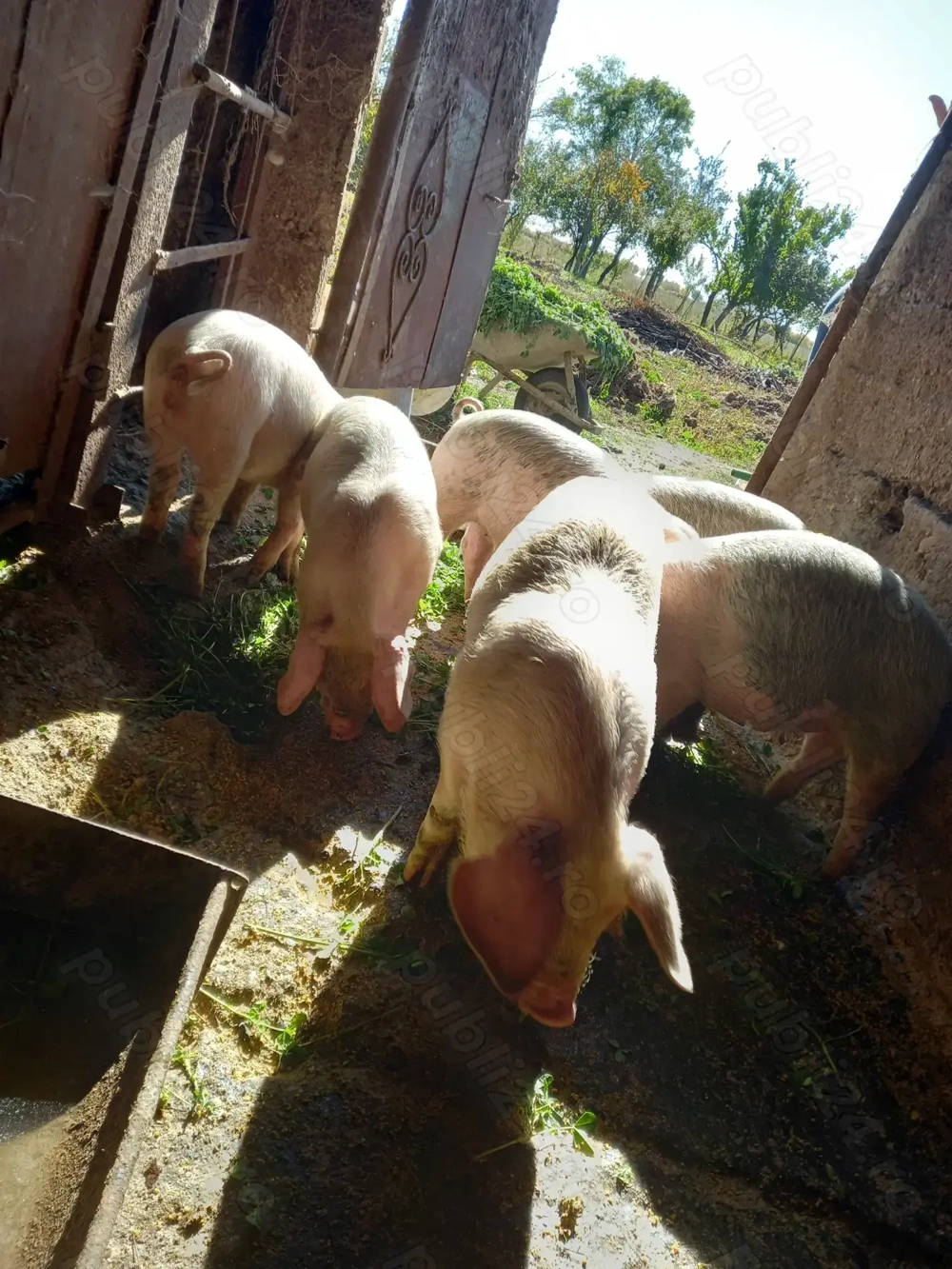 Purcei de 11 săptămâni