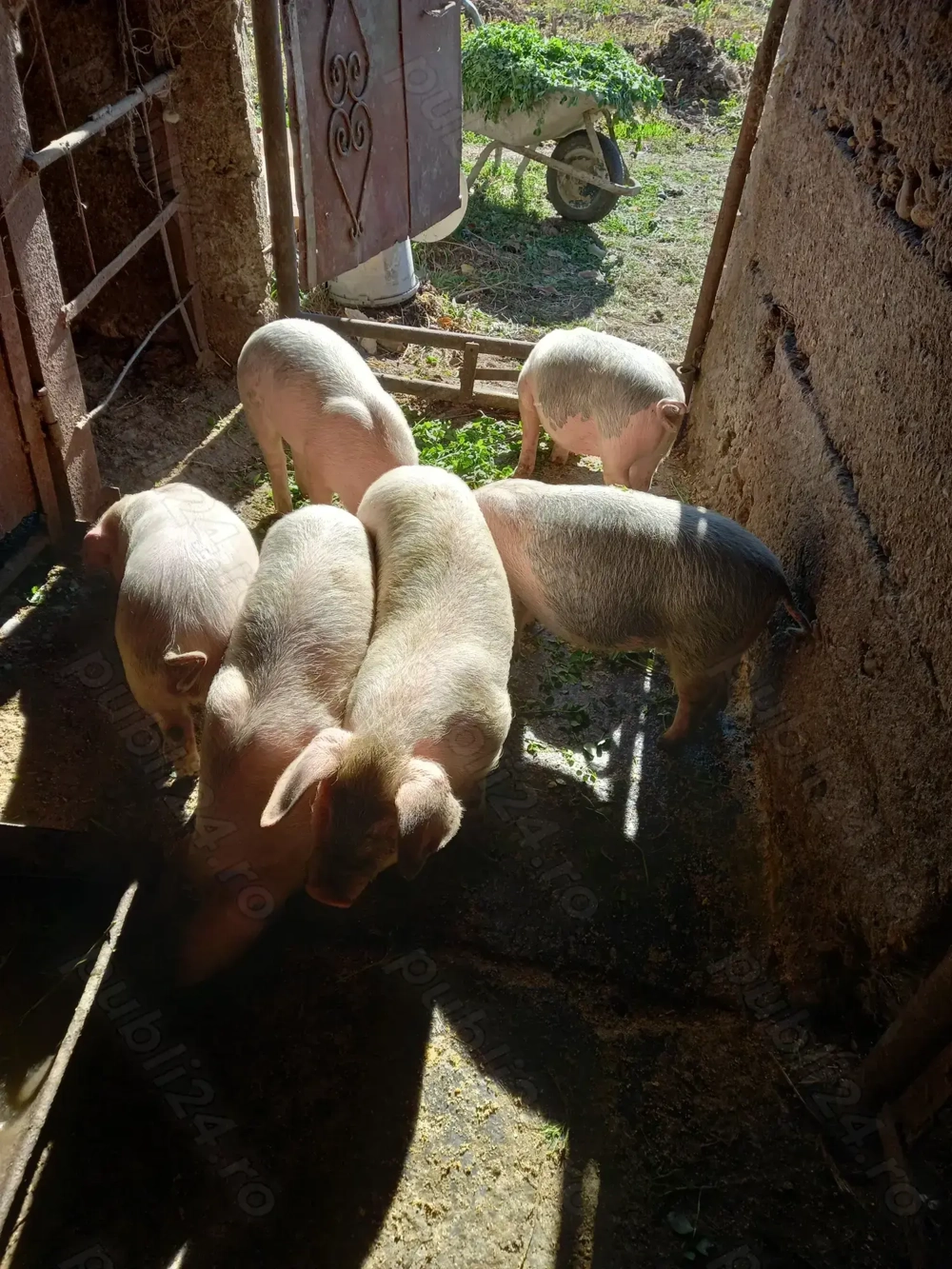 Purcei de 9 săptămâni Purcei de 9 săptămâni