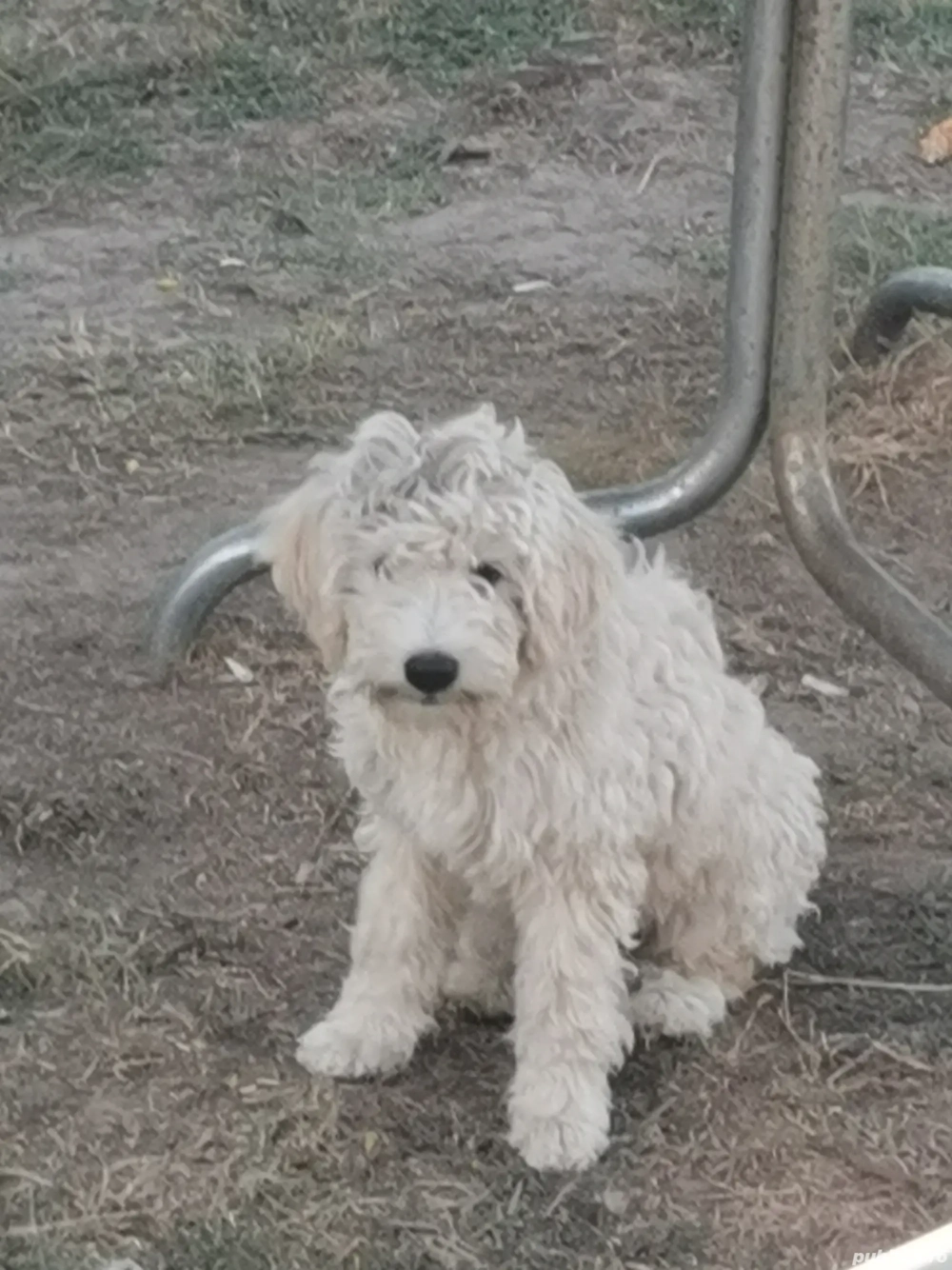 Doua cățeluse cauta casuta Doua cățeluse cauta casuta