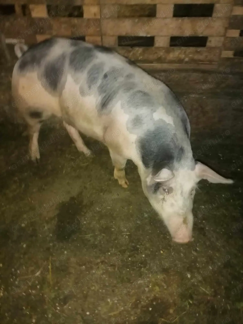 Porc de vanzare  Porc de vanzare