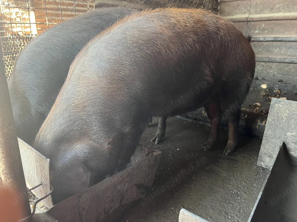 Porci de vanzare,Recea, Mehedinti, pret 13 lei per kg.