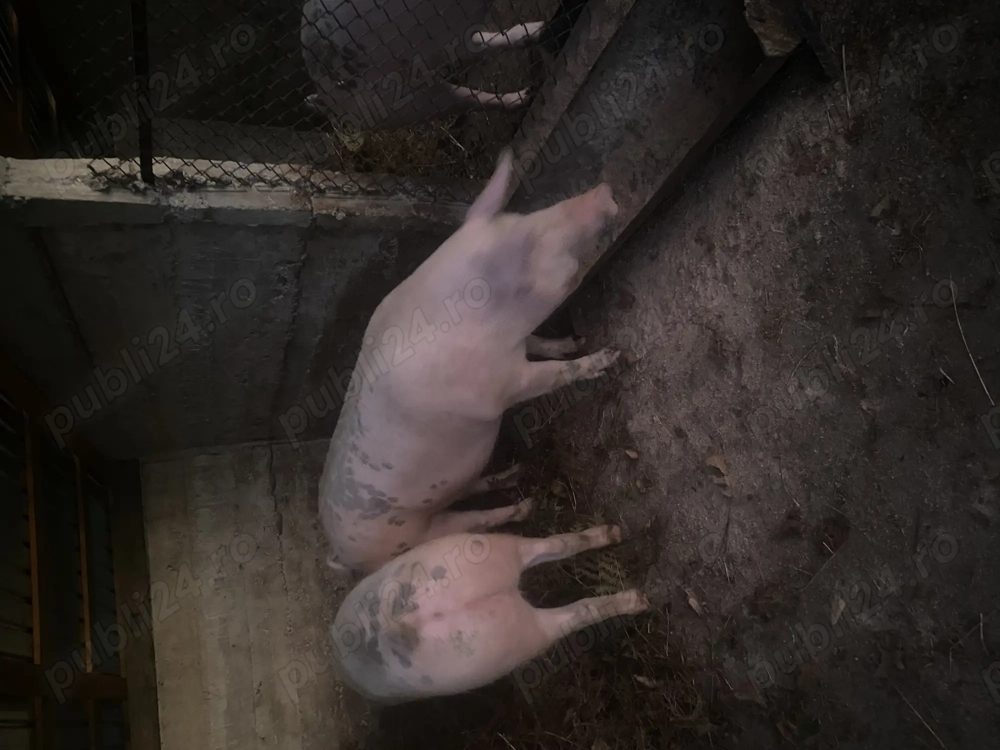 Porc de vanzare 