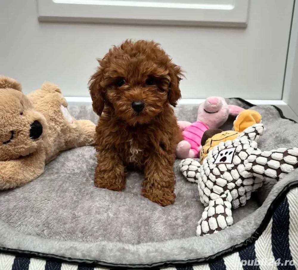 Catelusi Pudel Poodel Caniche red toy transport