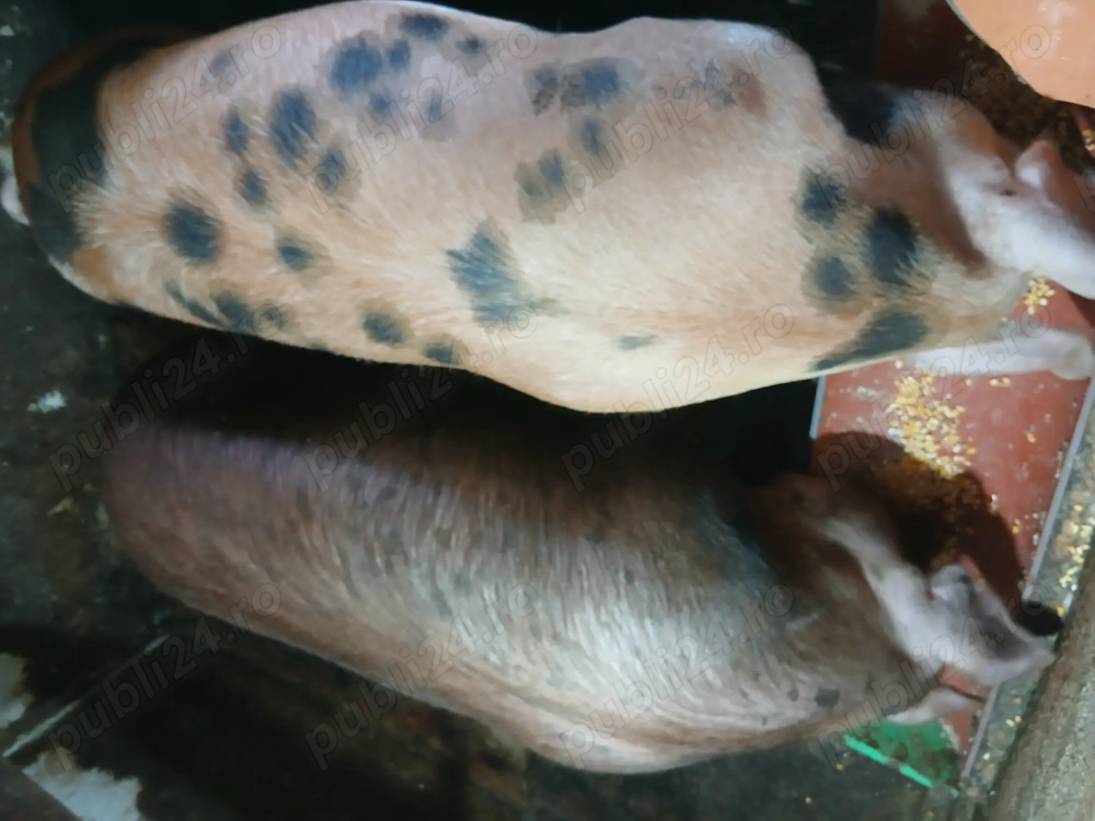 Vând porci pentru sacrificat