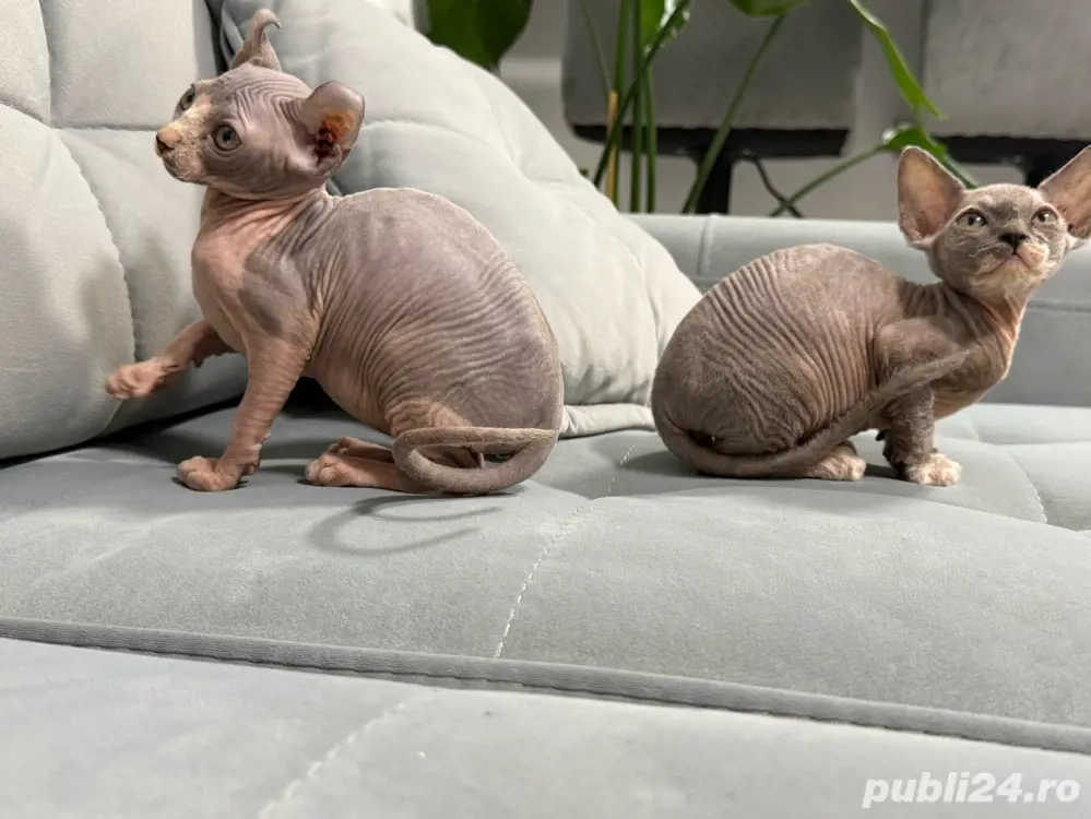 Doua pisicute Sphynx