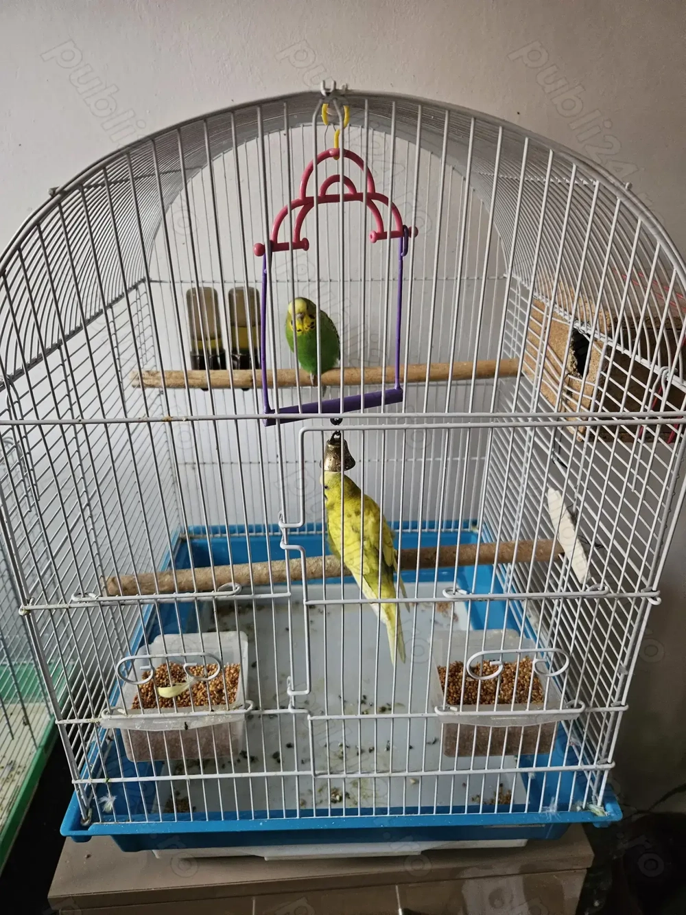 Vand papagali Peruși   Vand papagali Peruși