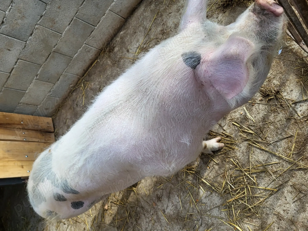 Porc pentru sacrificat