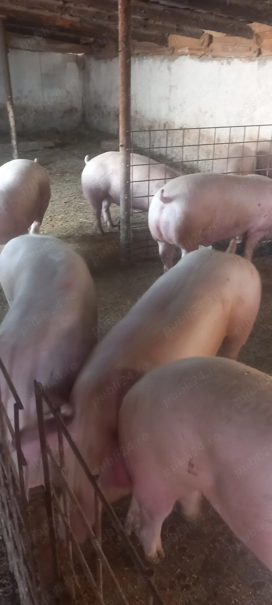 Porci de carne 100kg la 160kg