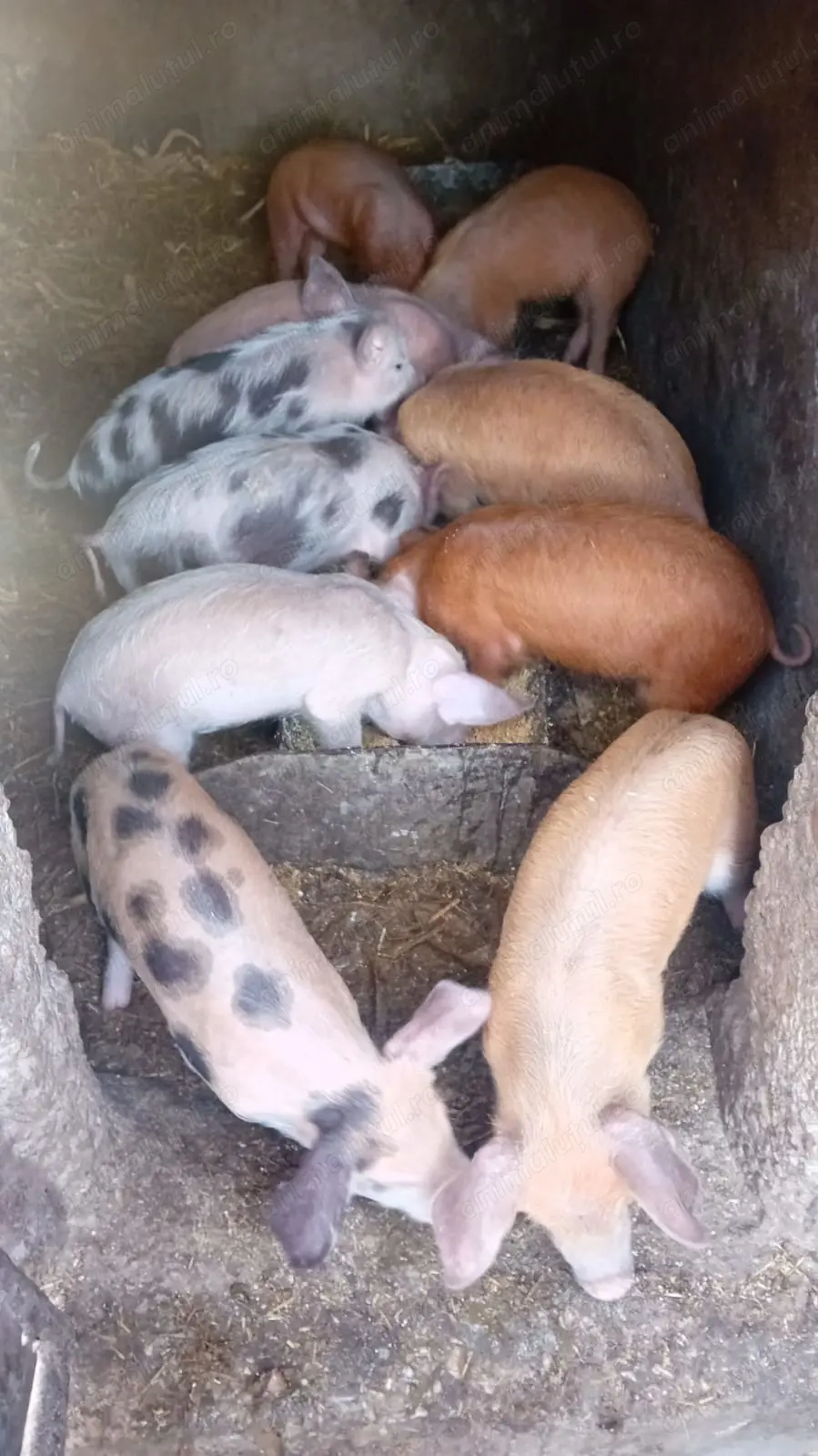 Purcei de vânzare. Purcei de vânzare.