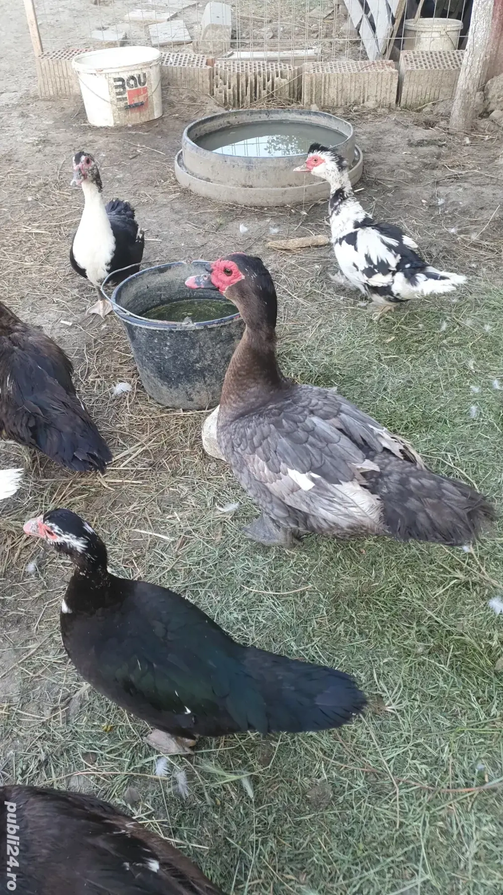 Rate  mute vor să zboare