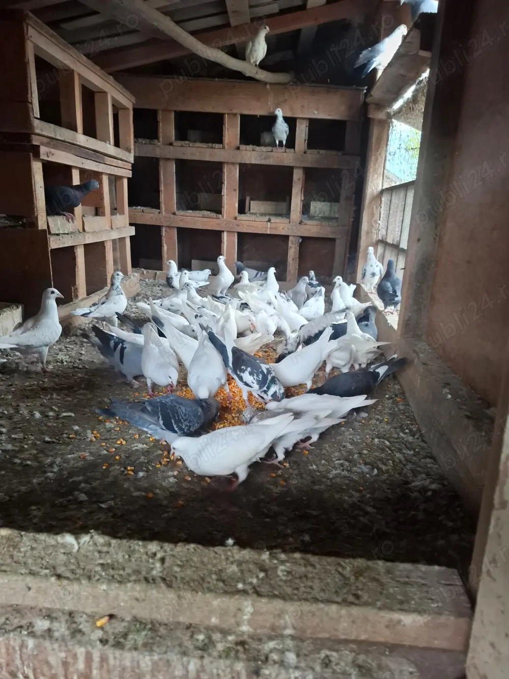 Vand porumbei voiajori albi și alte culori + porumbei voltati Pret de la 30 lei perechea- 100 lei pe Vand porumbei voiajori albi și alte culori + porumbei voltati Pret de la 30 lei perechea- 100 lei pe