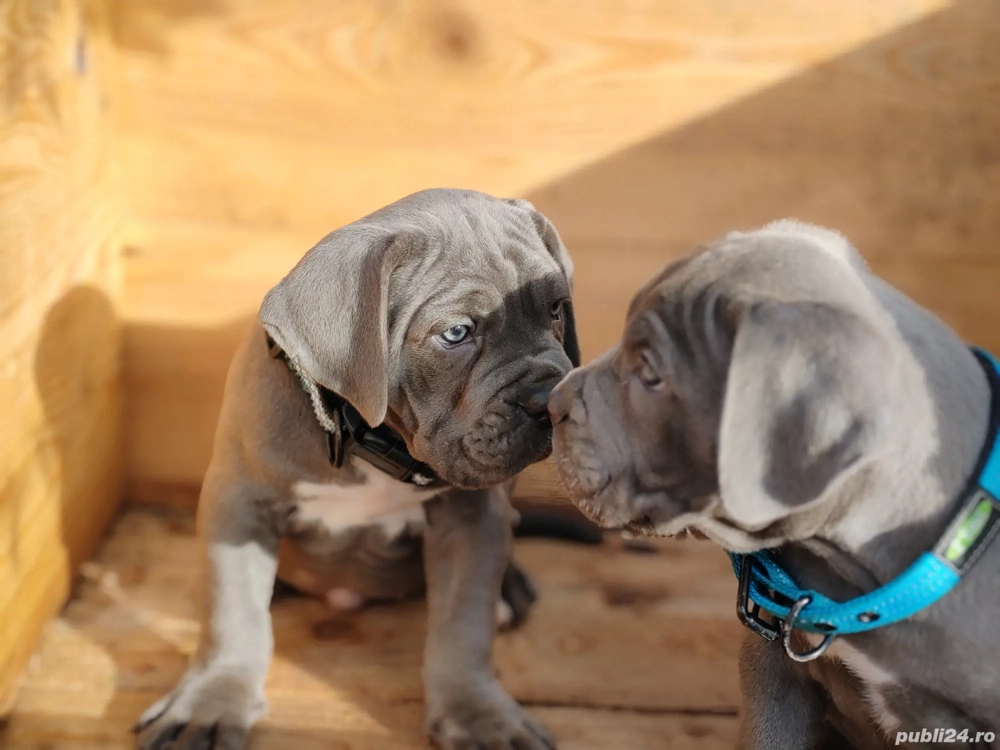 Cane corso disponibile 