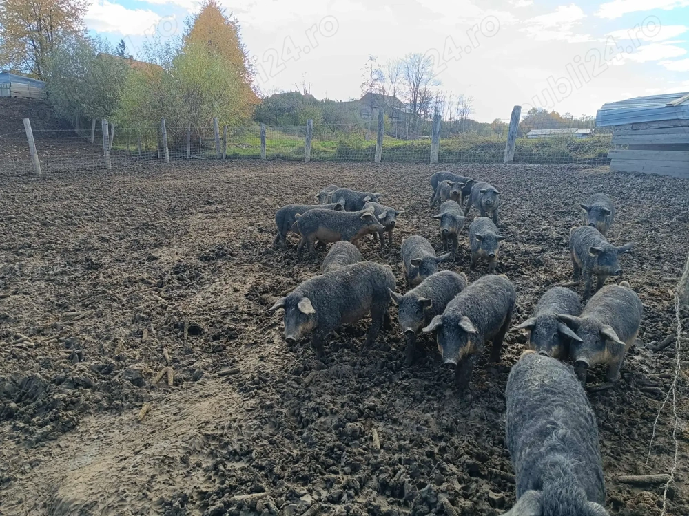 Vând purcei rasa Mangalița
