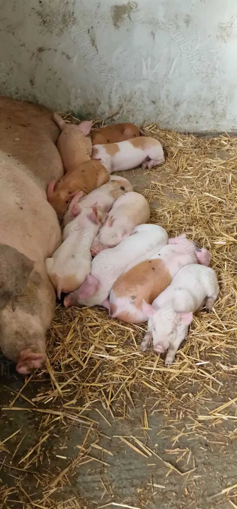 Vând purcei .  Vând purcei .