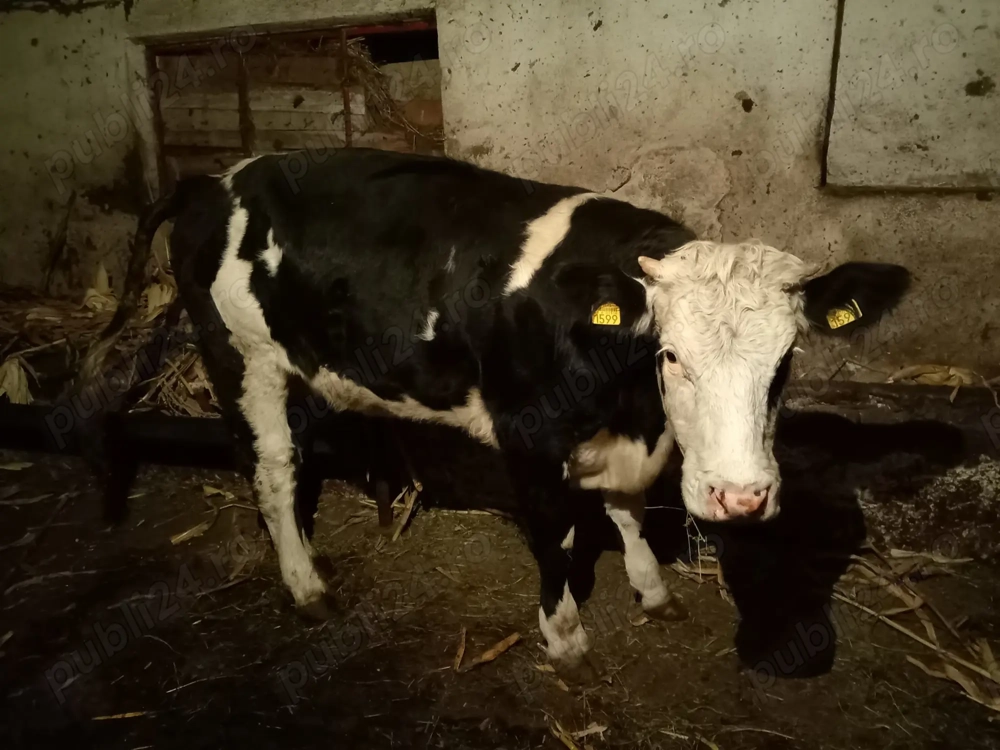 Vând junincă și 6 viței