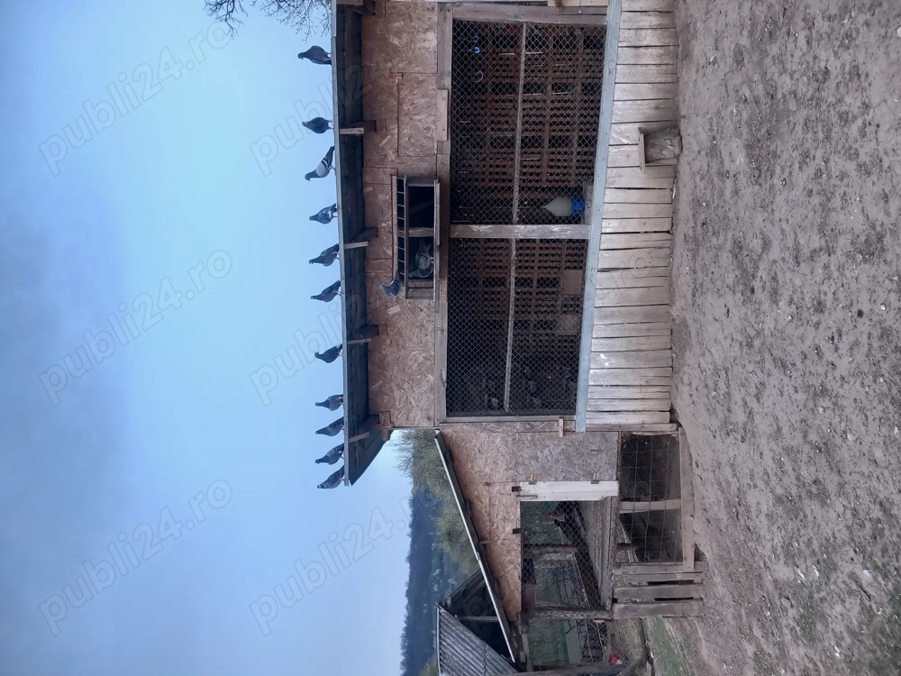 Vînd porumbei voiajori Vînd porumbei voiajori