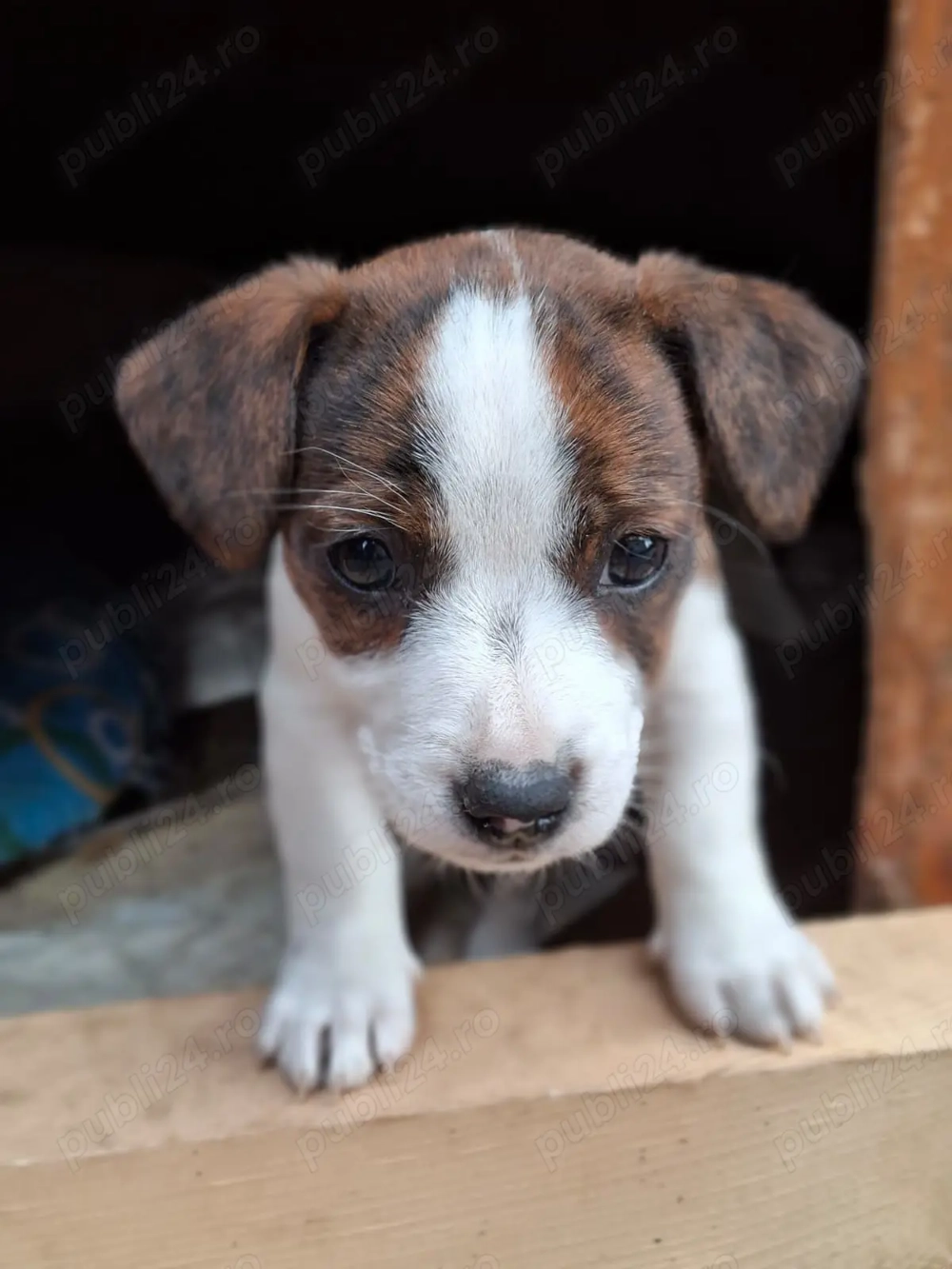 Jack Russell Terrier