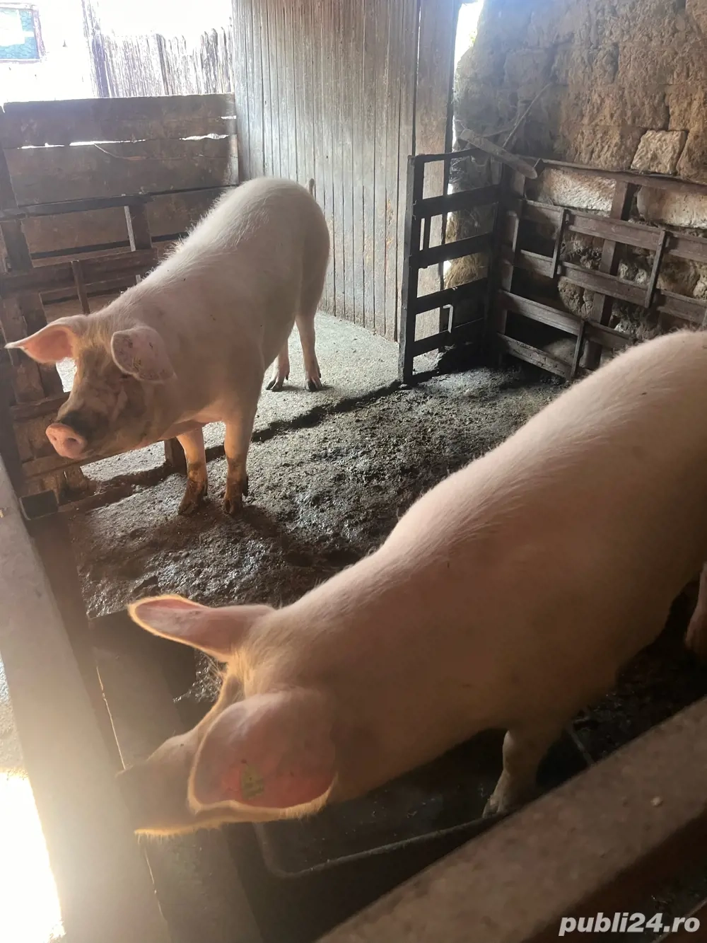 vand porci 17 lei kg  vand porci 17 lei kg