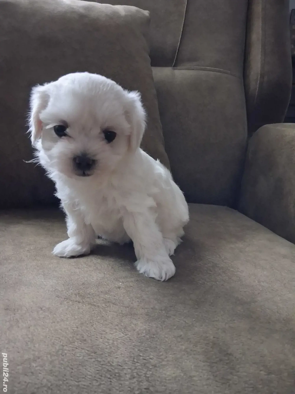 Bichon maltez talie mica 