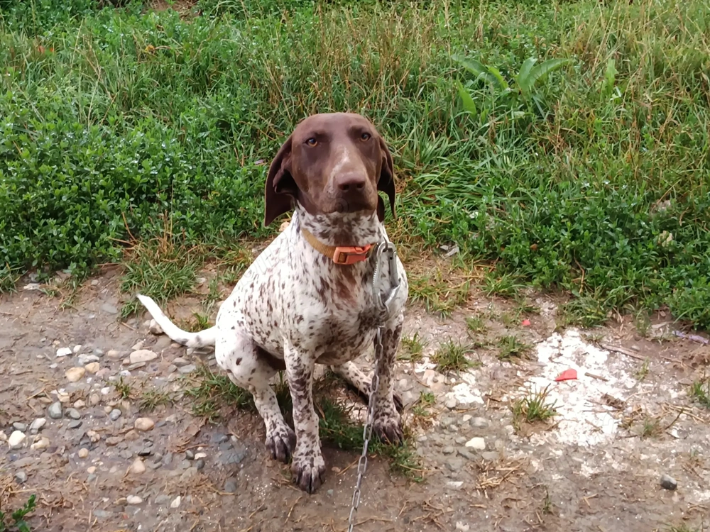 Vand catea brac german