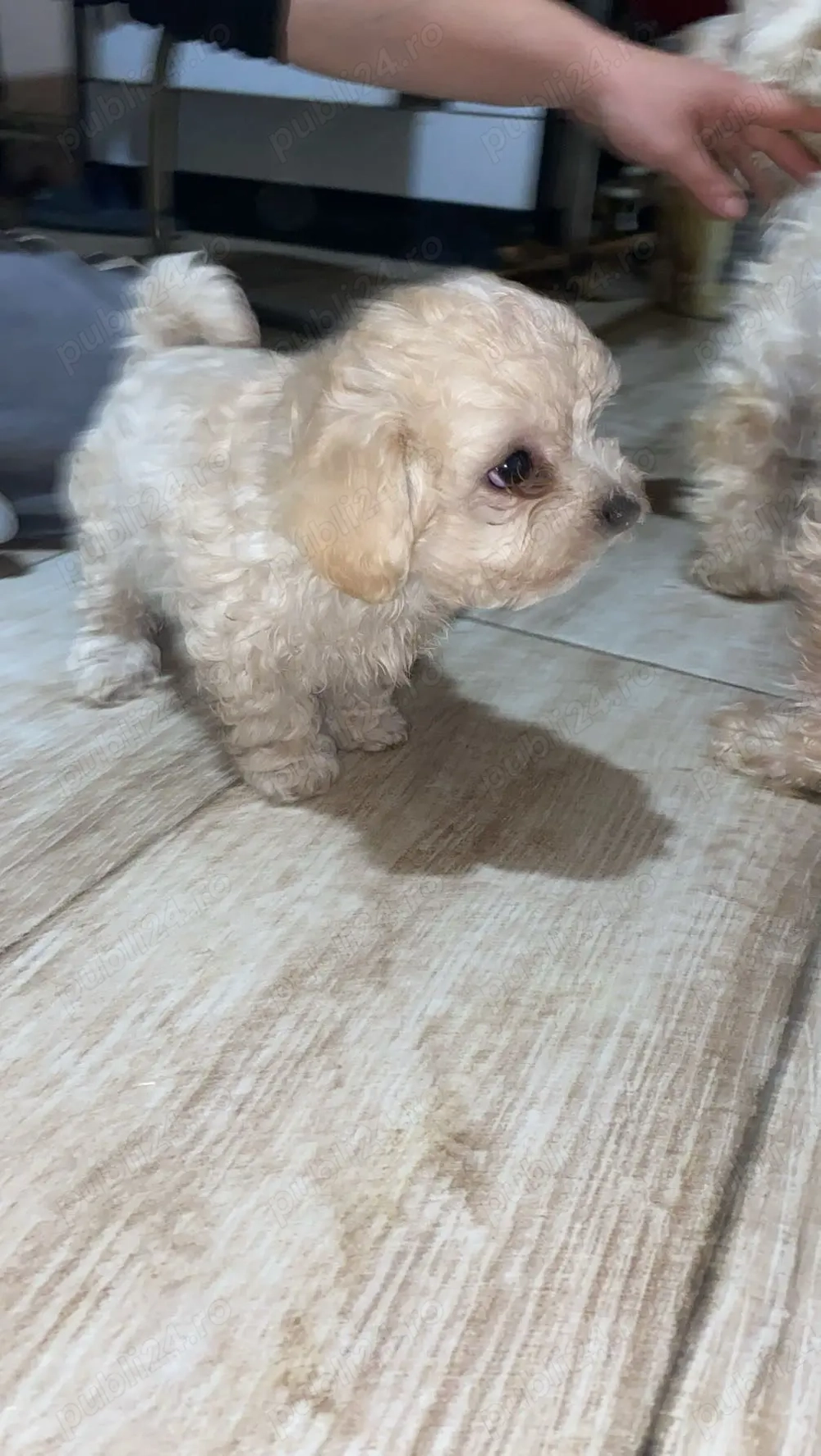 Bichon maltese mini toy