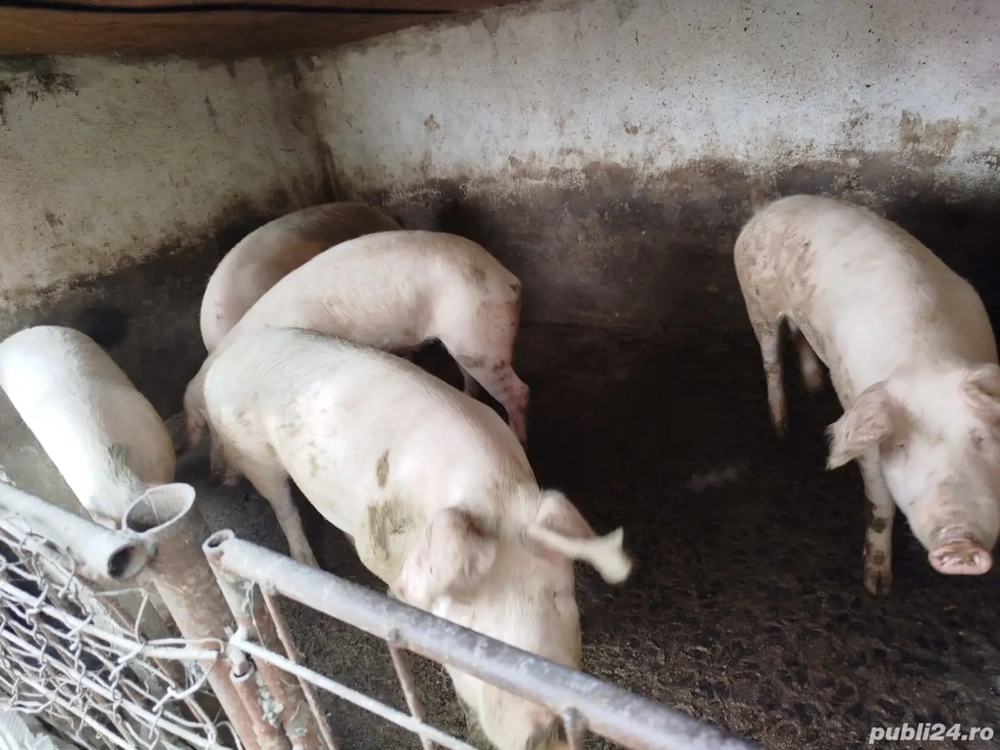 Vand porci pietrani pt Craciun