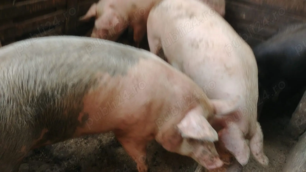 Porc de vanzare Porc de vanzare