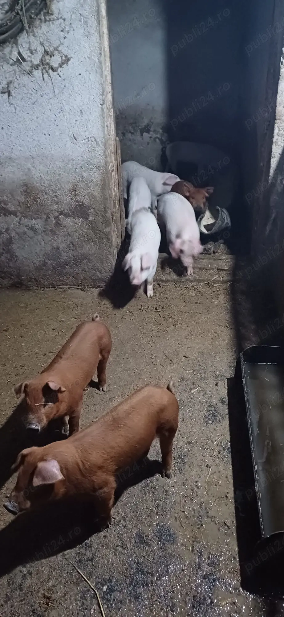 Vând purcei Landras  Vând purcei Landras