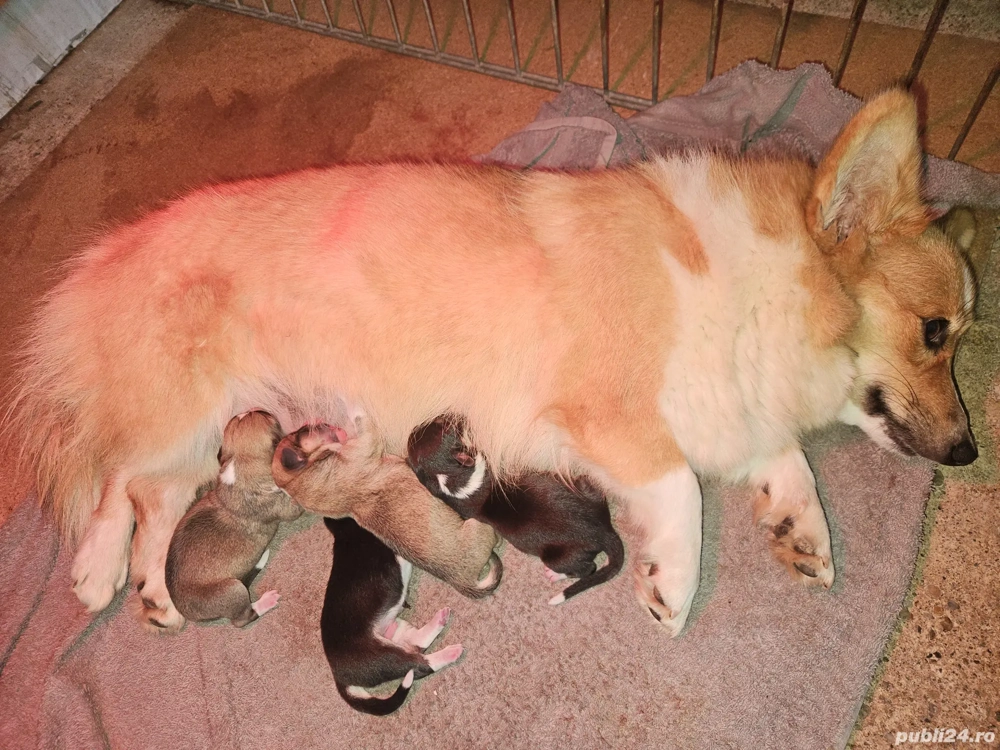 welsh corgi pembroke