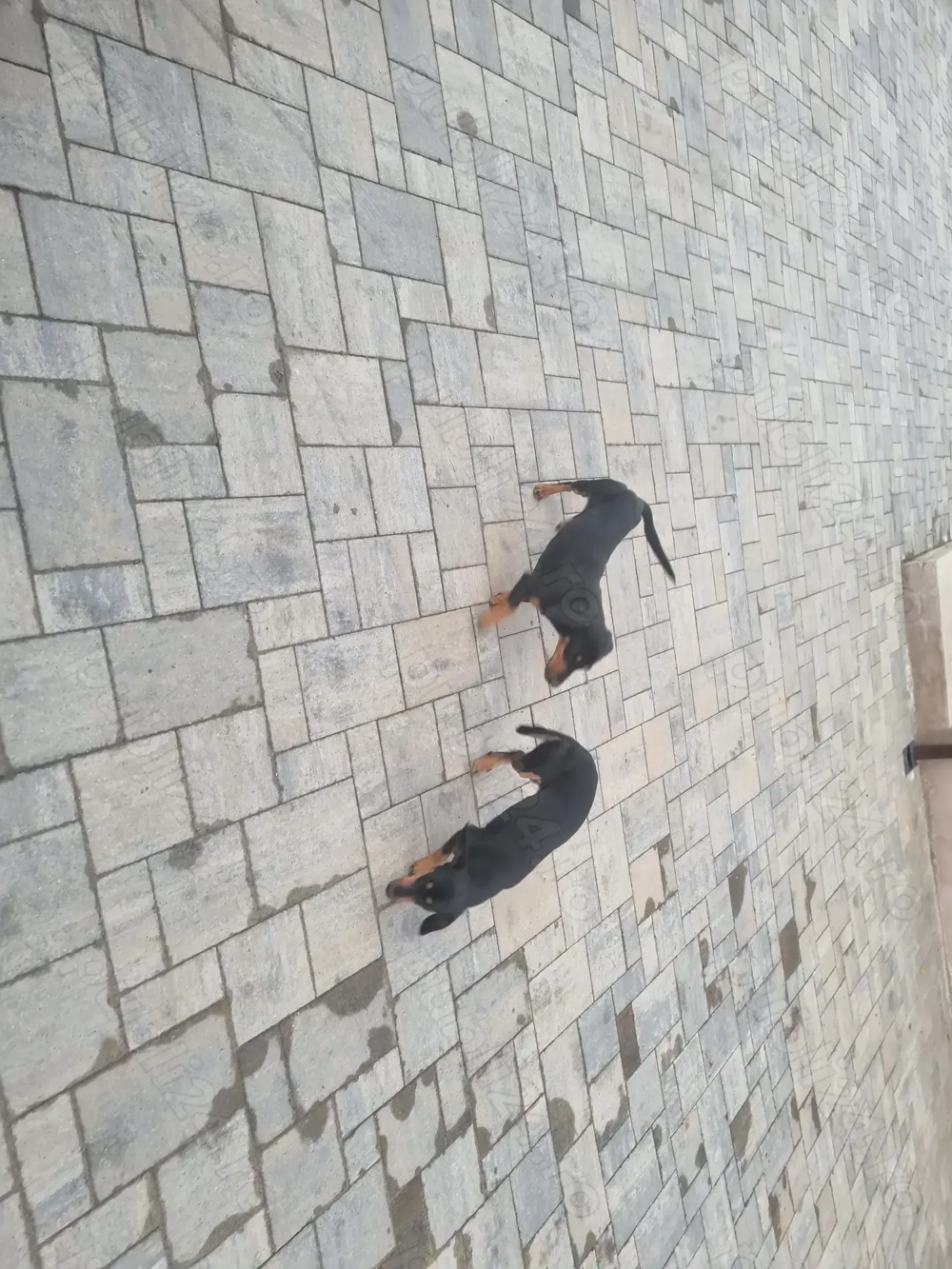 Pereche caine si catea din rasa teckel