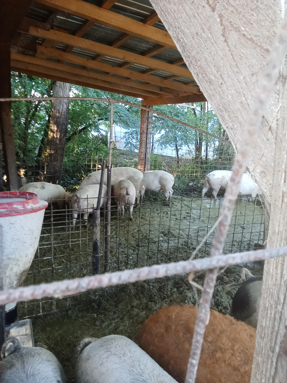 Vând porci de carne crescuți în gospodărie  Vând porci de carne crescuți în gospodărie