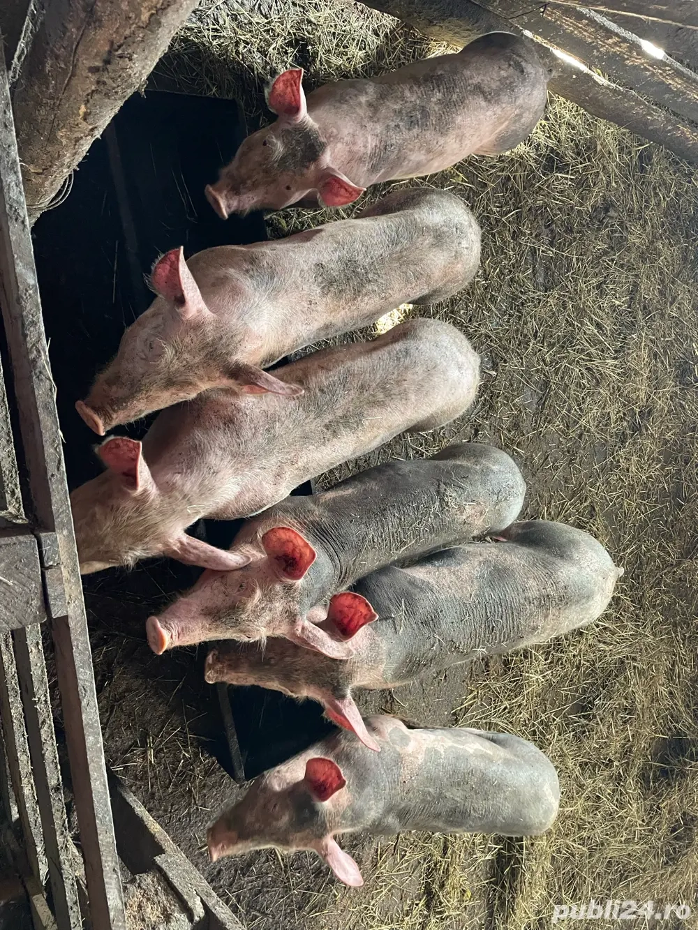 Purcei Pietrean !  Purcei Pietrean !