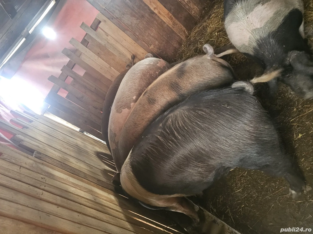 vând 5 porci rasa de calitate de carne 180-190-220 kg toti mascul  vând 5 porci rasa de calitate de carne 180-190-220 kg toti mascul