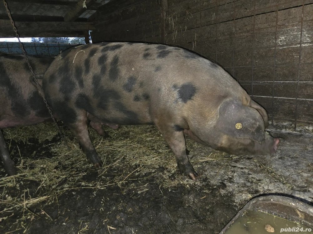 Porci de vânzare 