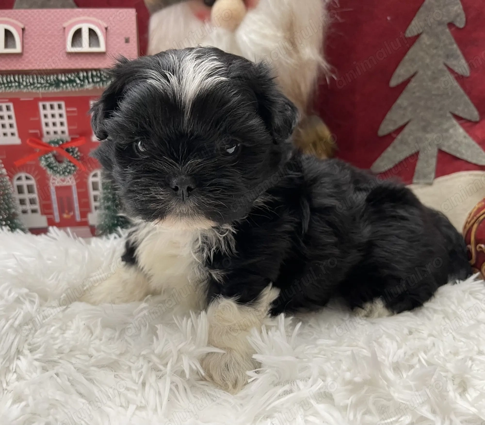 Bichon havanez mini baiat Bichon havanez mini baiat