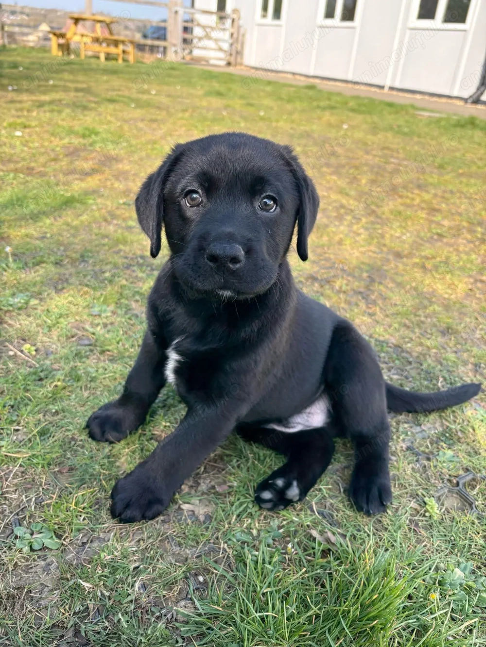Labrador Retriever mascul și femelă 