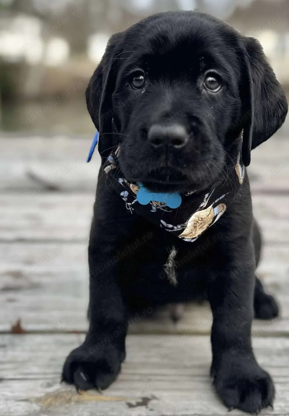 Labrador retriever puiuti