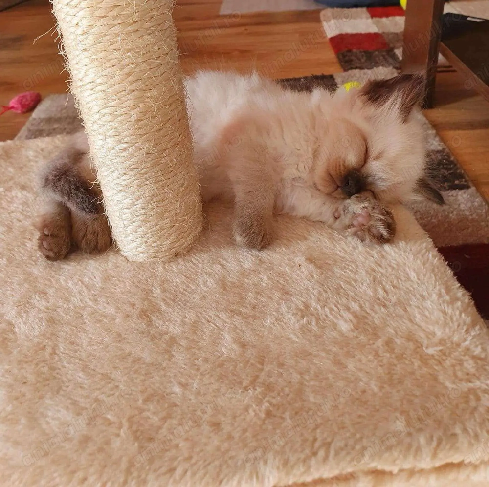 Pisicuțe birmaneze . Pisicuțe birmaneze .