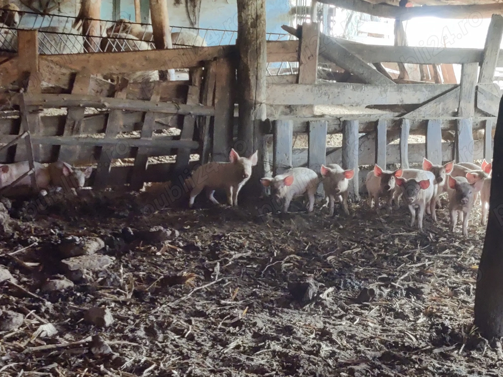 Purcei intarcati...... Purcei intarcati......