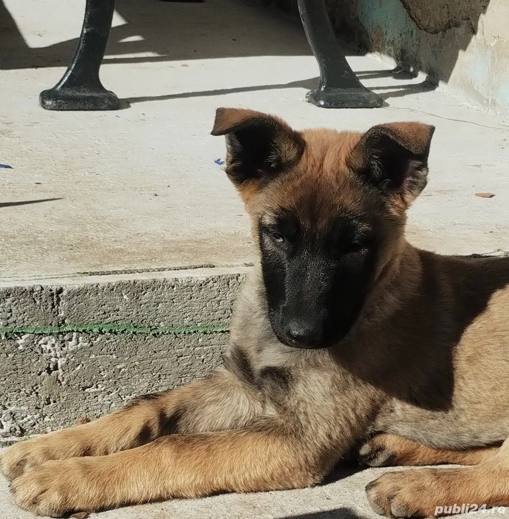 vand căței ciobănești belgieni